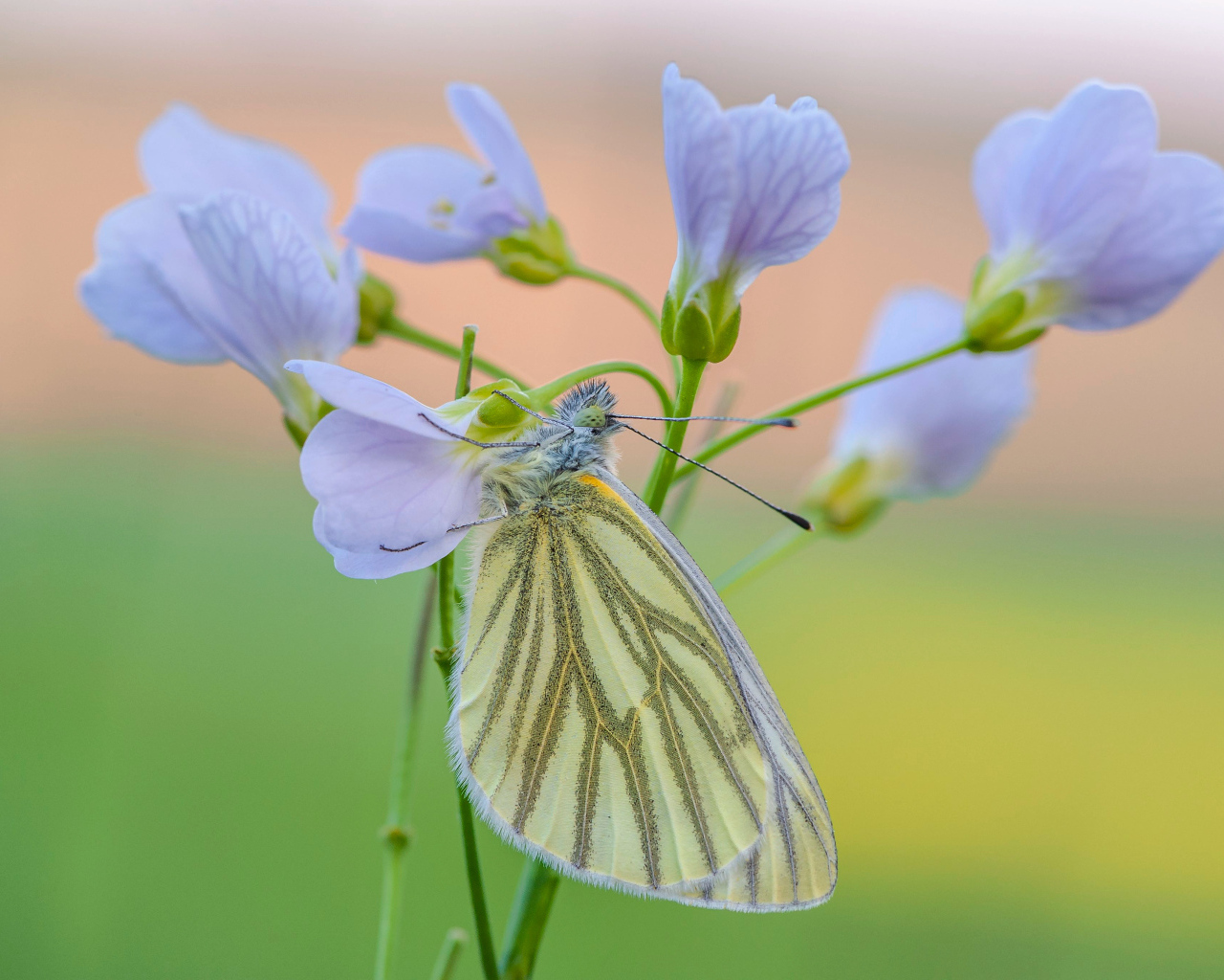 Желтая бабочка висит на голубом цветке