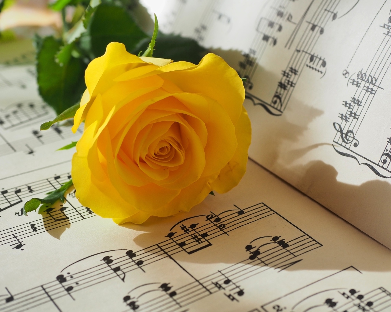 Желтая роза лежит на нотной тетради