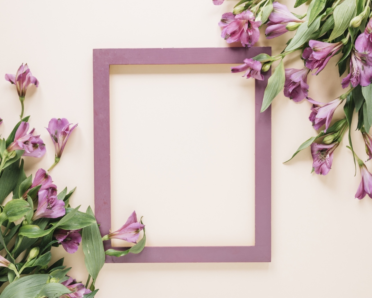 Цветы альстромерии на белом фоне с рамкой