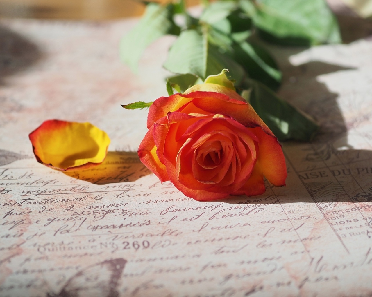 Оранжевая роза лежит на тетради
