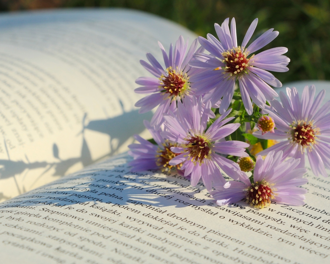 Осенние цветы сентябринка лежат на книге