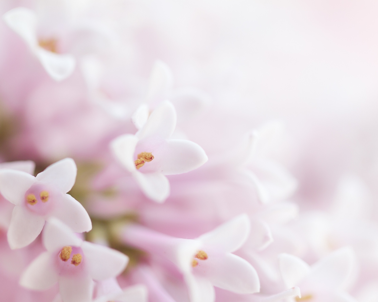 Фон с нежными розовыми цветами сирени