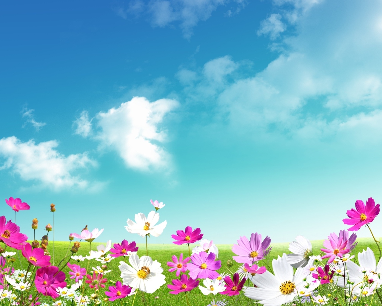 Красивый фон с небом и цветами космеи