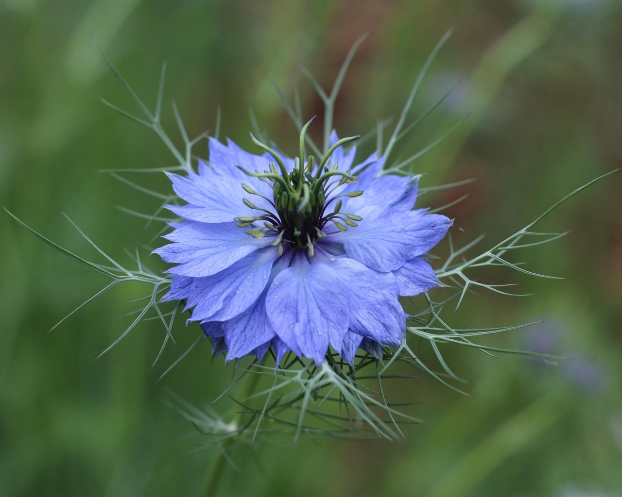 Красивый голубой цветок василек крупным планом
