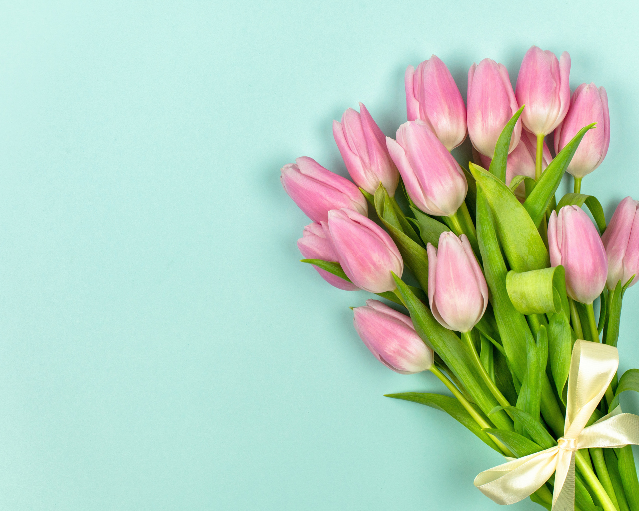 Красивый букет розовых тюльпанов на голубом фоне с лентой