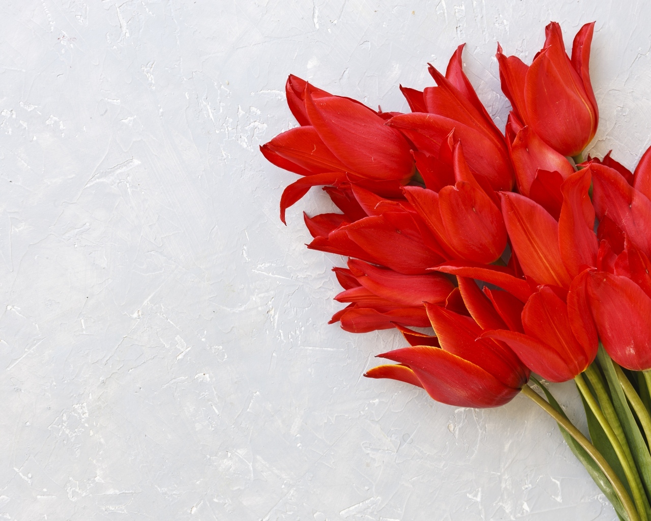Красивый букет красных тюльпанов на сером фоне