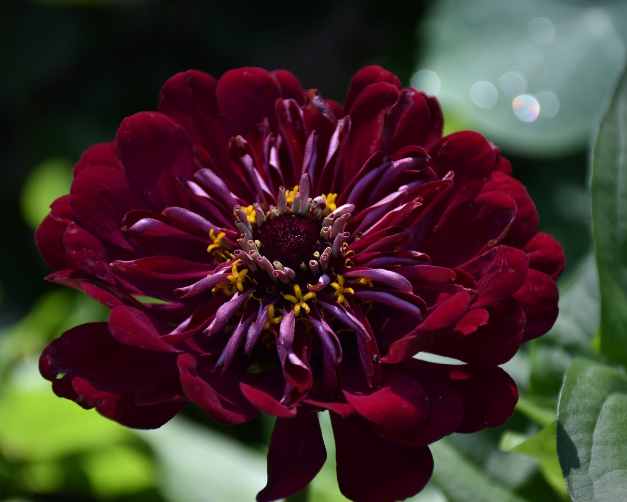 Красивый бордовый цветок циннии