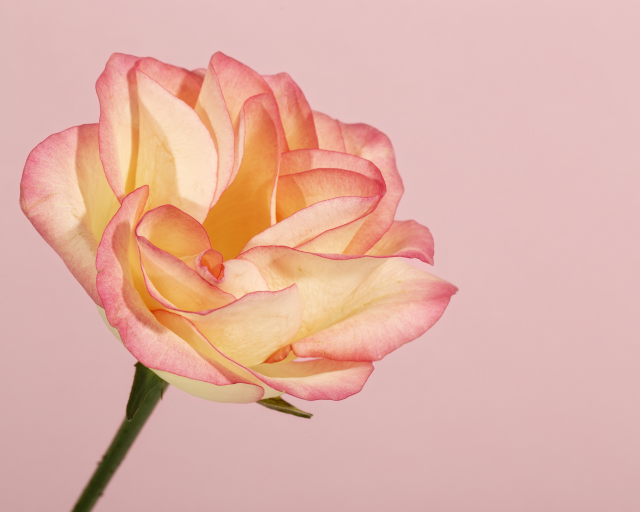 Красивая нежная роза на розовом фоне