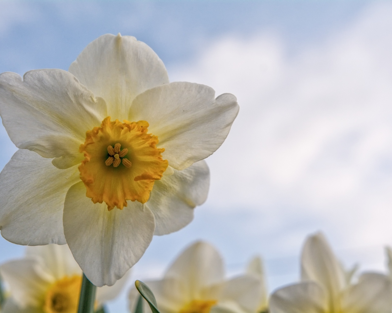 Красивый нежный белый цветок нарцисса 