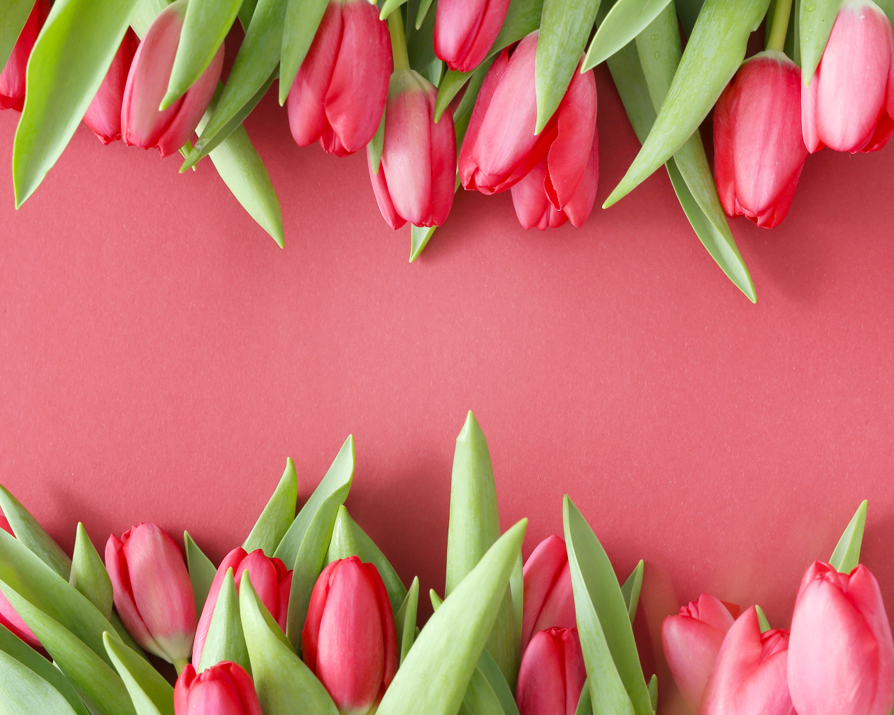 Красивые свежие тюльпаны на розовом фоне