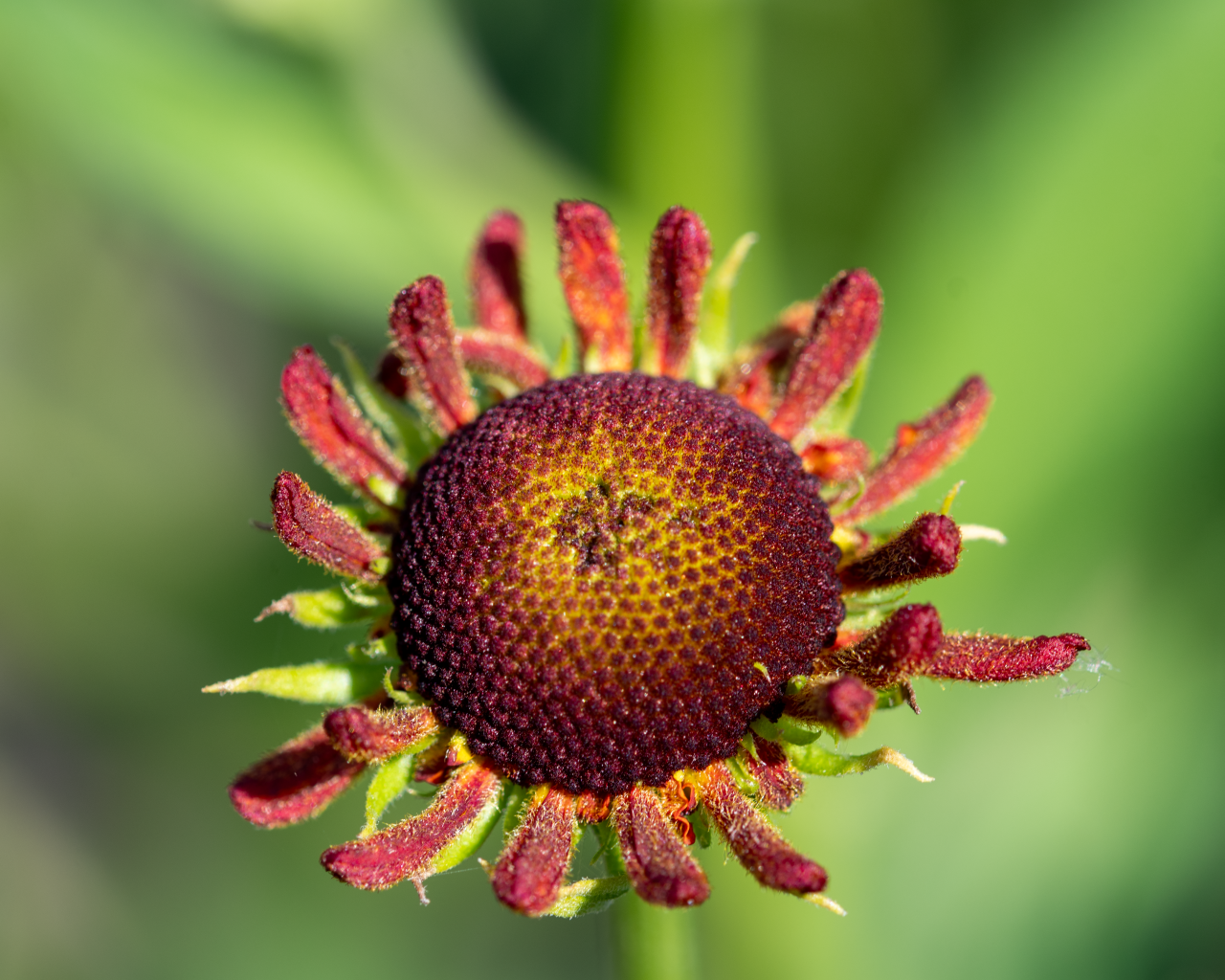 Красивый садовый цветок с маленькими лепестками