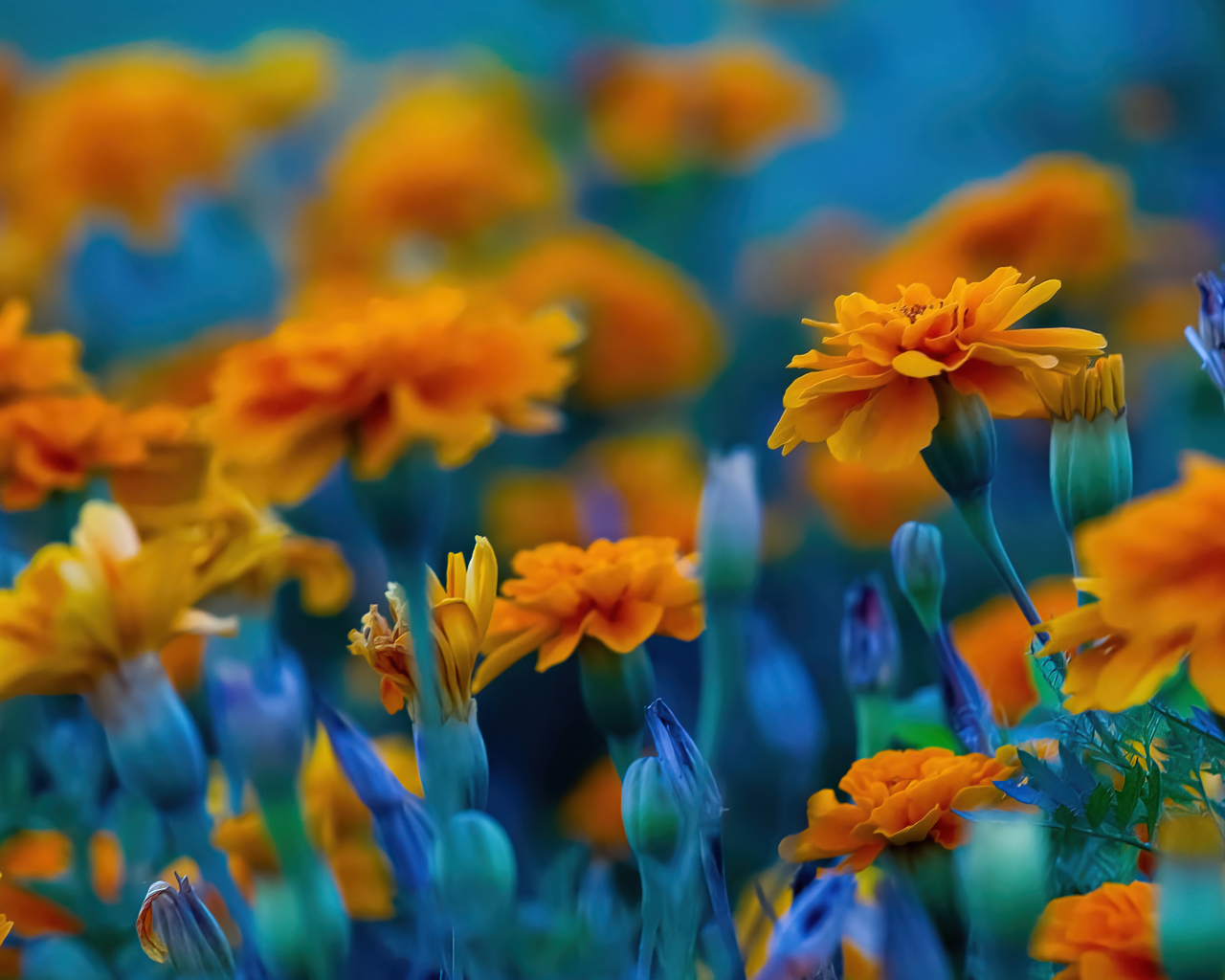 Красивые цветы бархатцы крупным планом