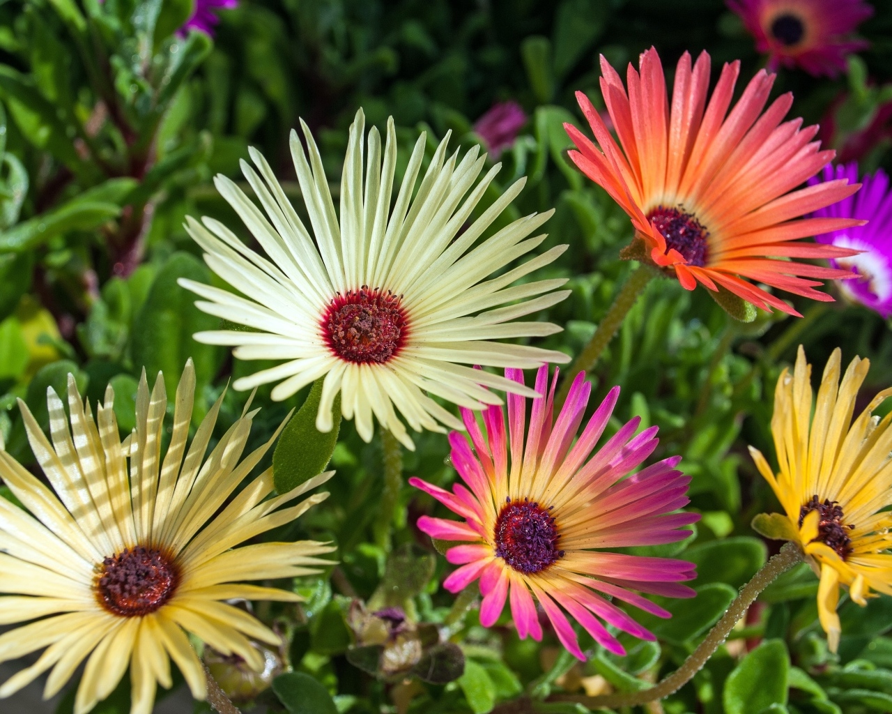 Красивые разноцветные цветы остеоспермум