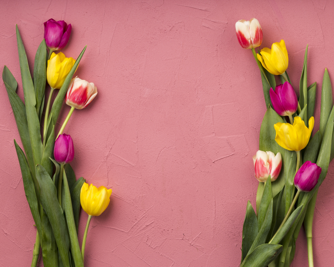 Красивые разноцветные тюльпаны на розовом фоне