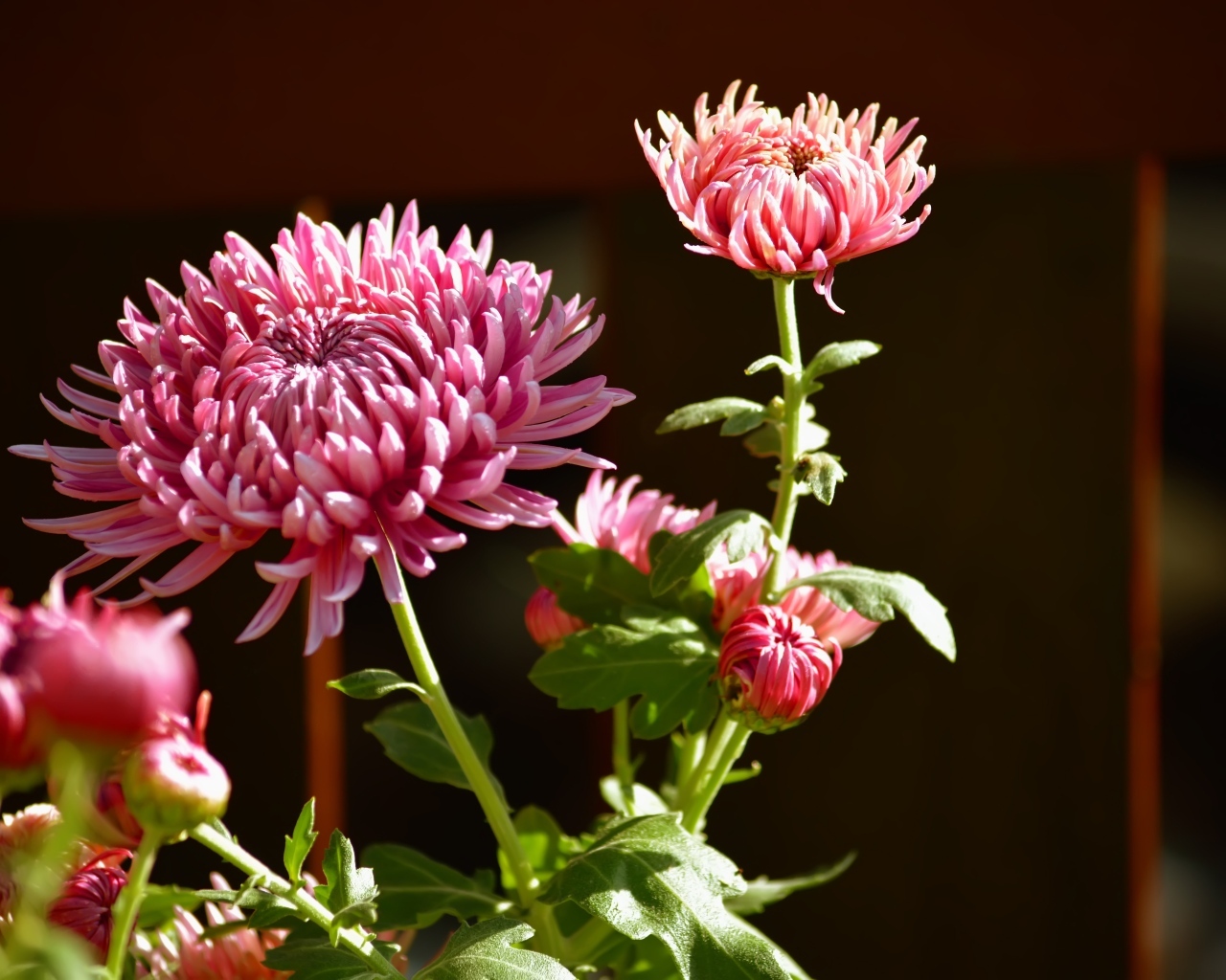 Красивые розовые цветы хризантемы с бутонами в лучах солнца