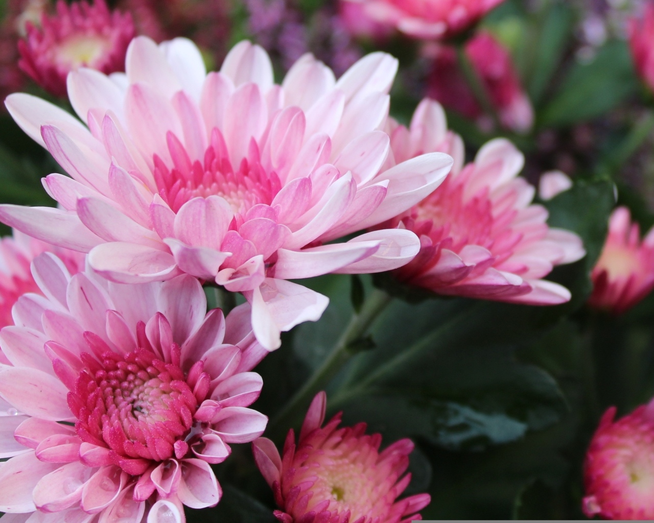 Красивые розовые хризантемы крупным планом осенью