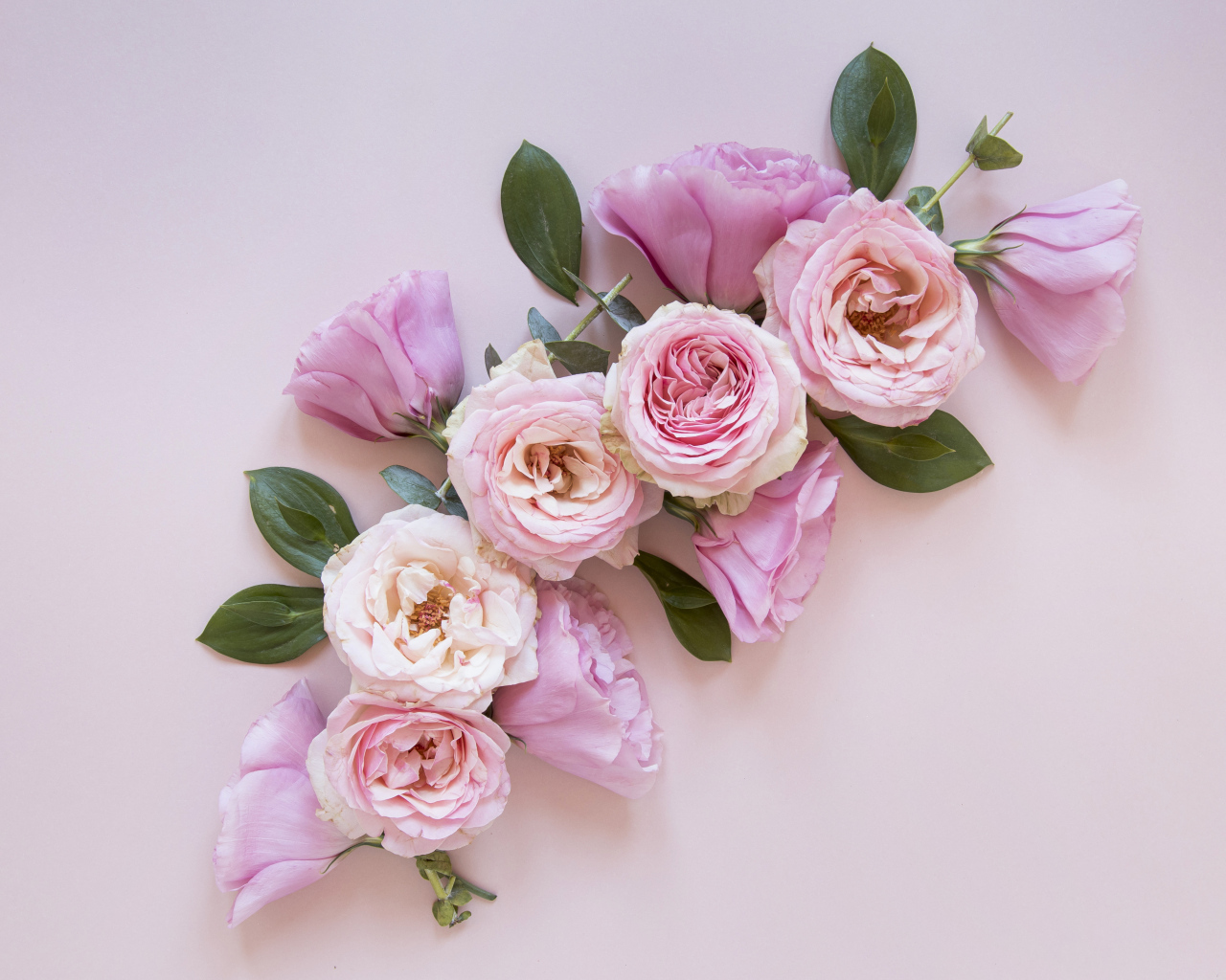 Красивые розовые цветы на сером фоне