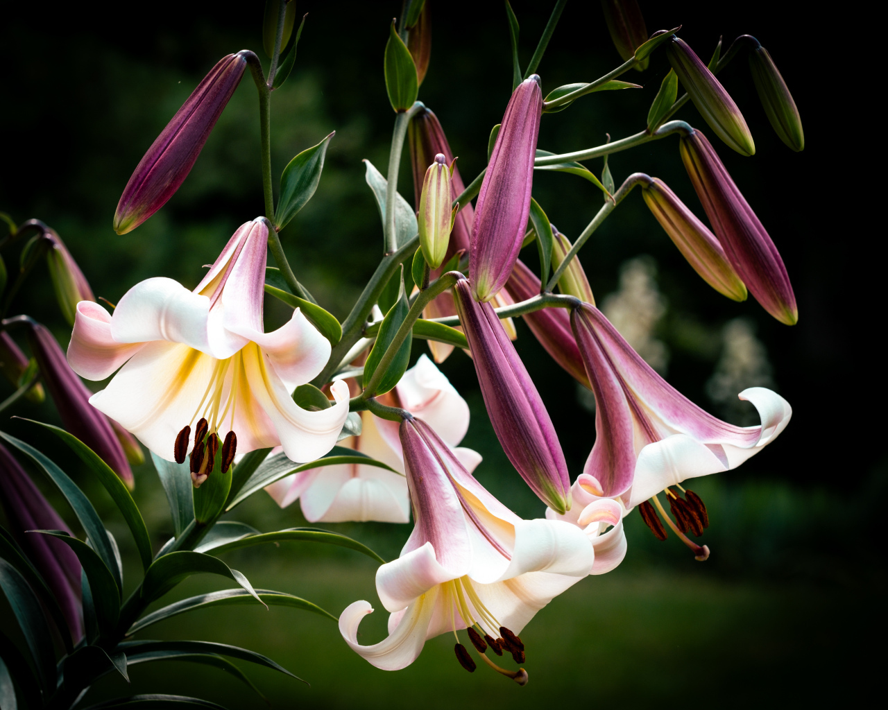 Красивые розовые цветы лилии крупным планом