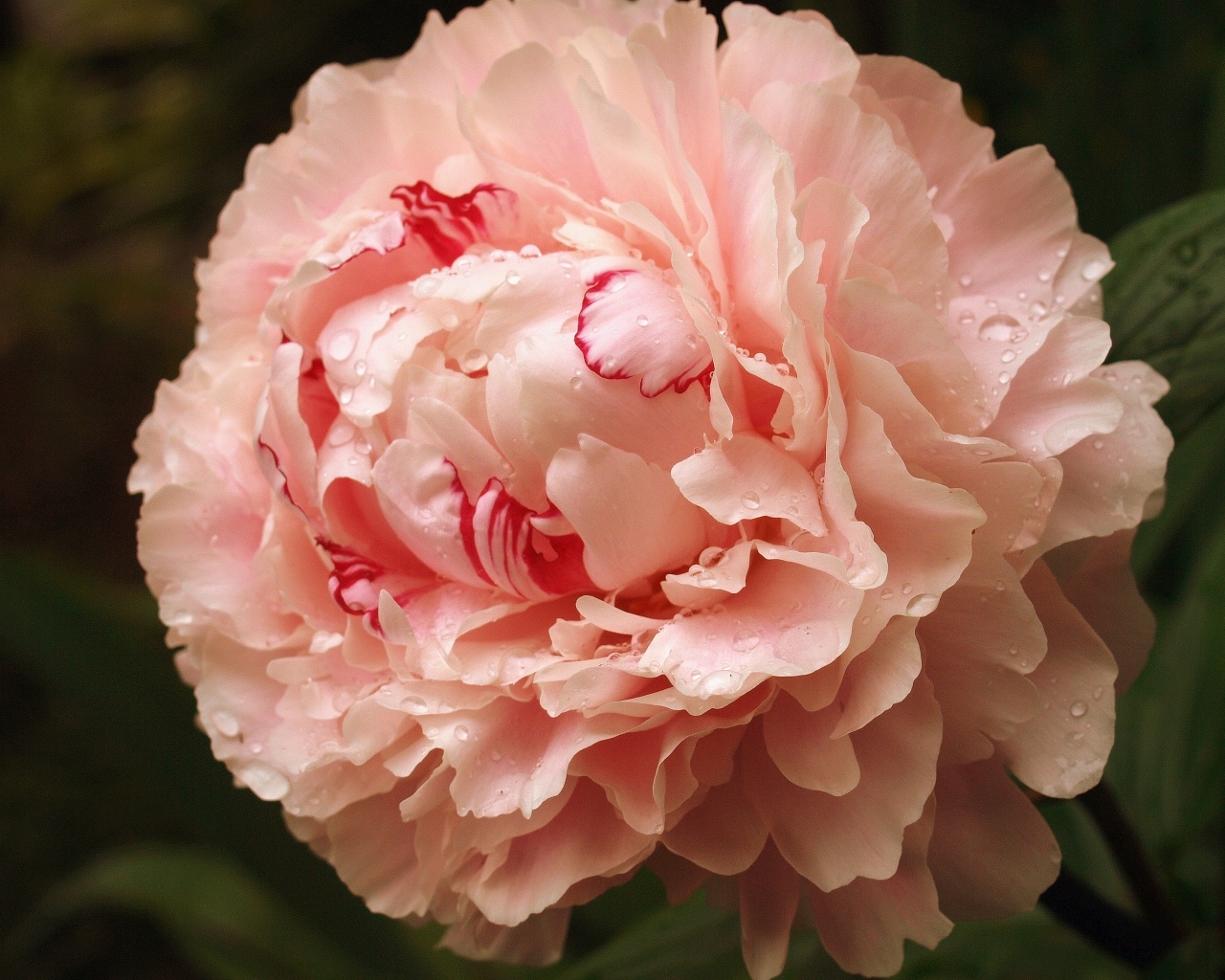 Красивый розовый пион в каплях росы