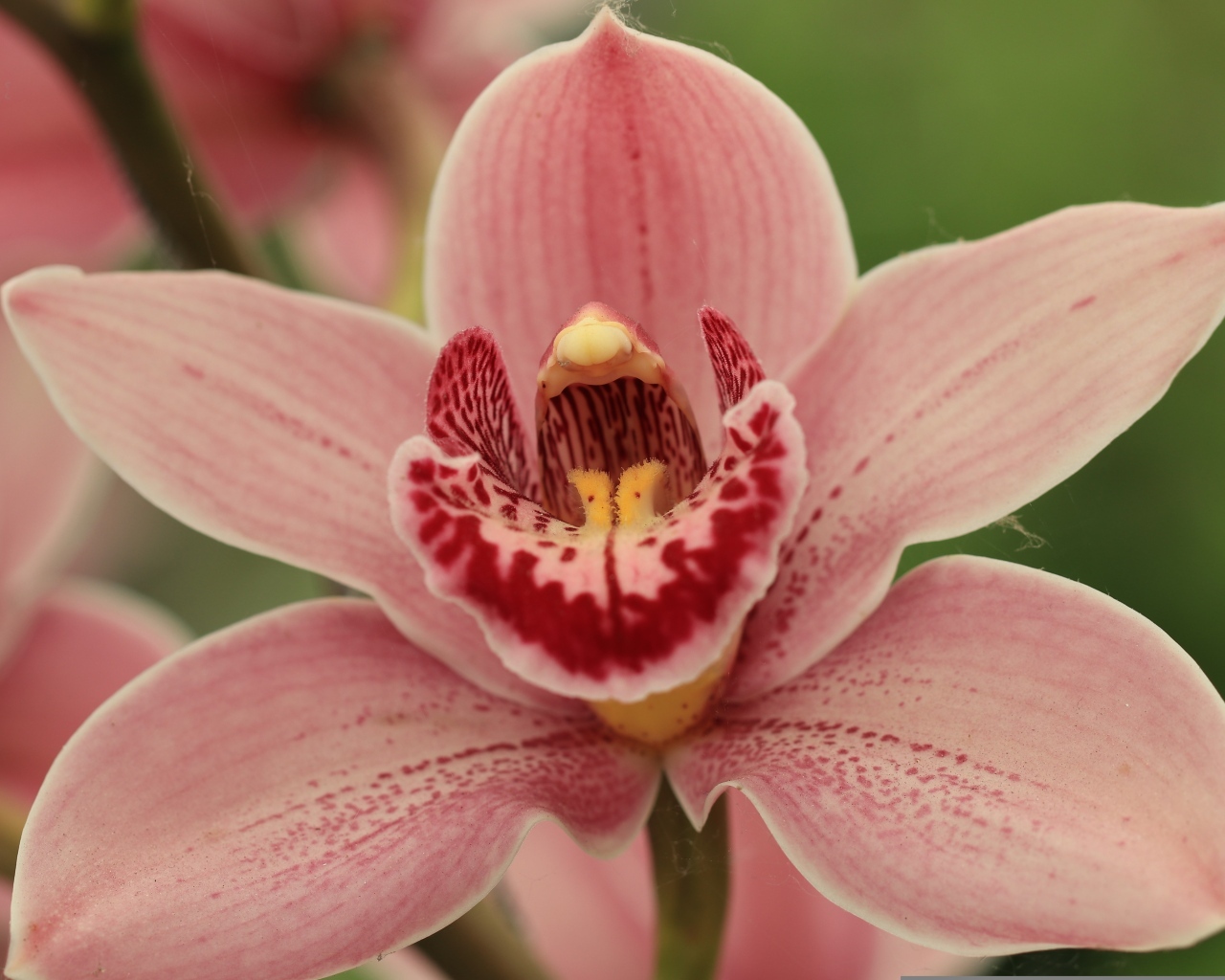 Красивая розовая орхидея фаленопсис крупным планом