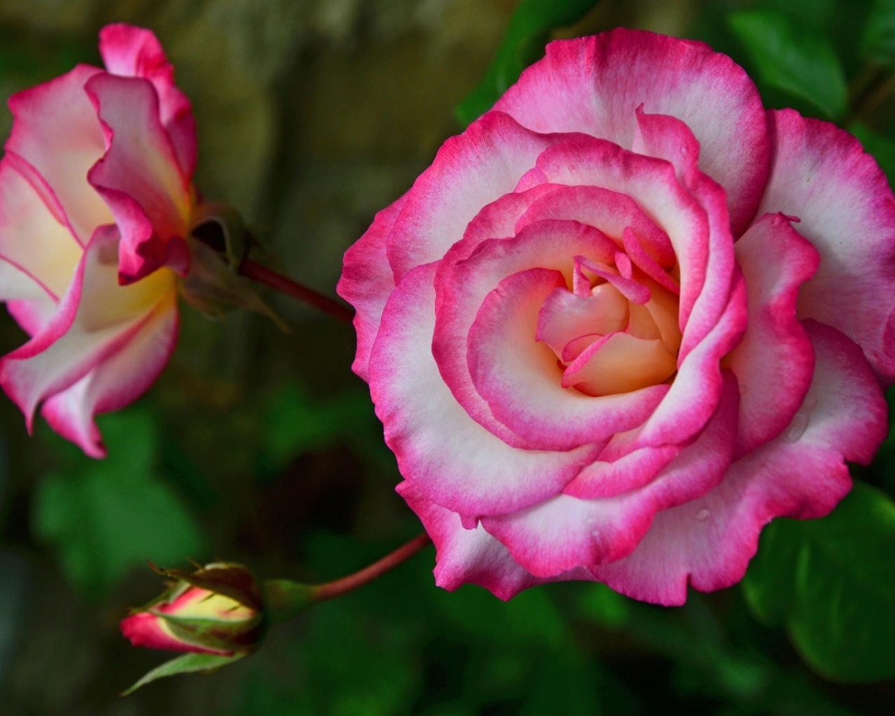 Красивая розовая роза с бутонами крупным планом