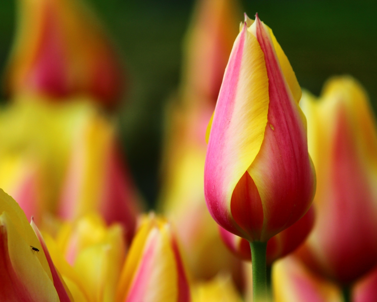 Красивый красный тюльпан с желтыми краями на лепестках