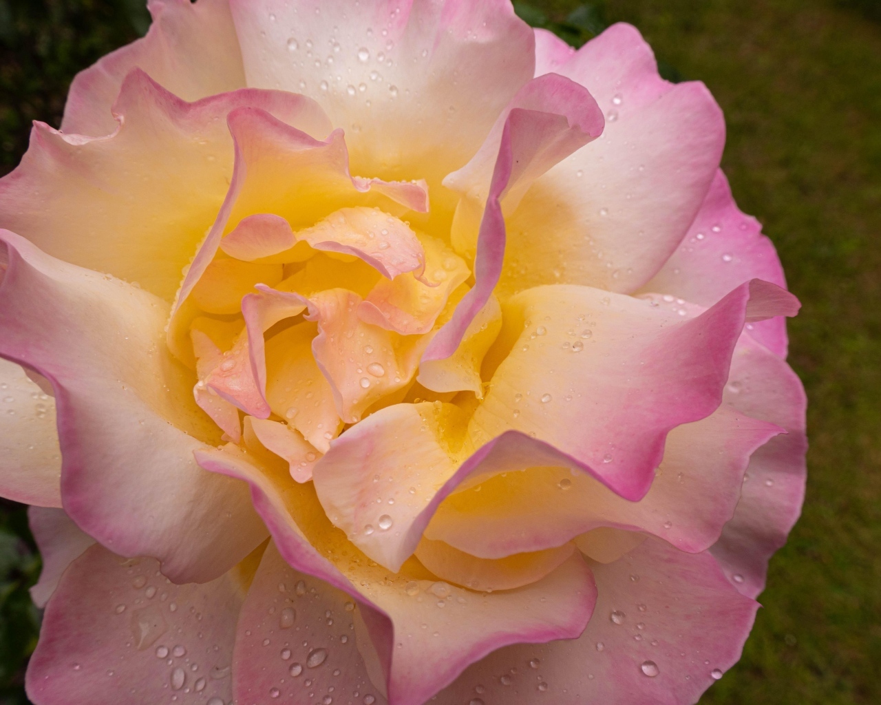 Красивая роза Глория Дей в каплях росы