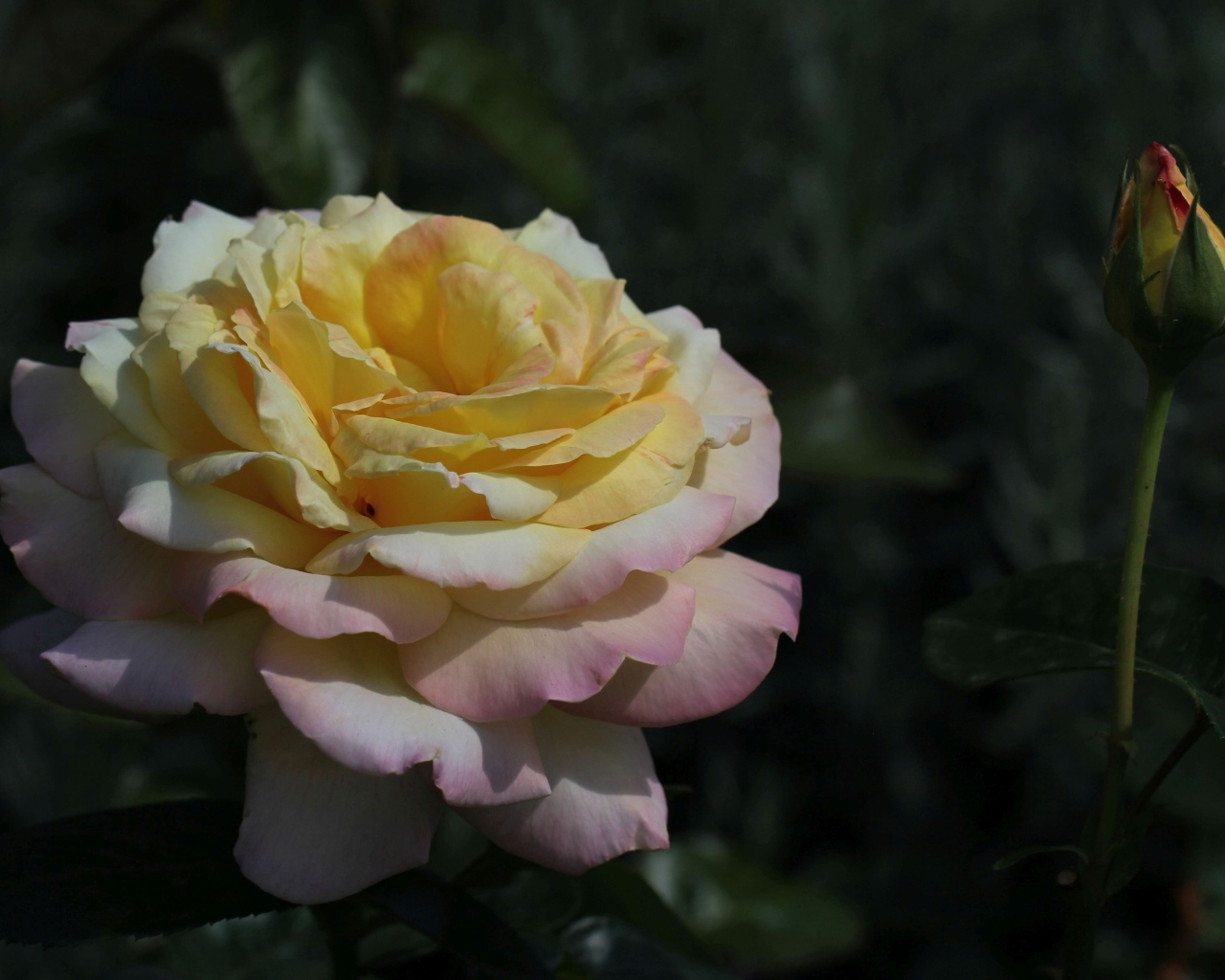 Красивая роза сорт Глория Дэй с бутоном