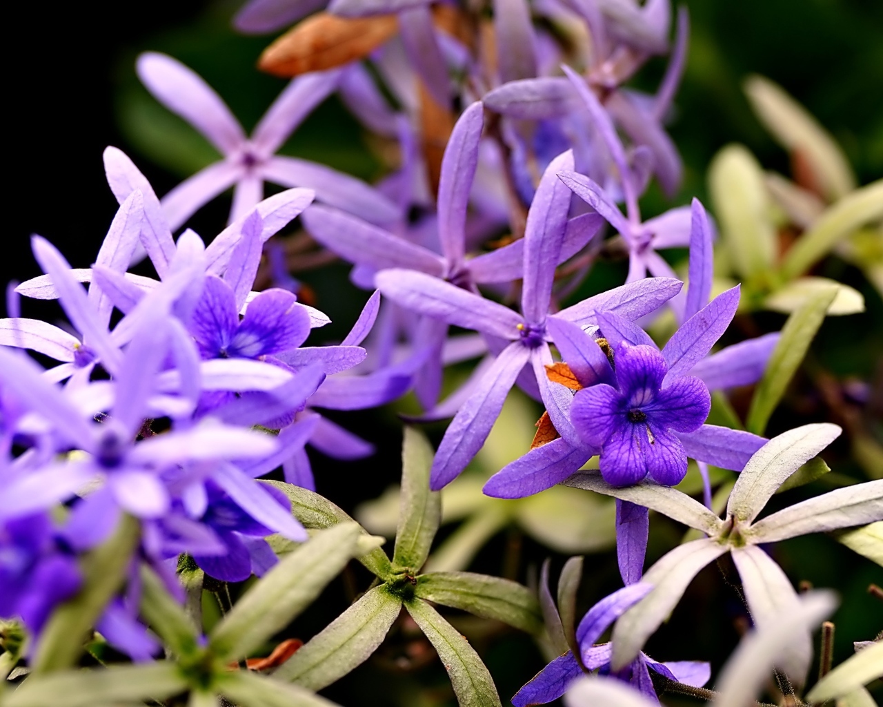 Красивые маленькие сиреневые цветы