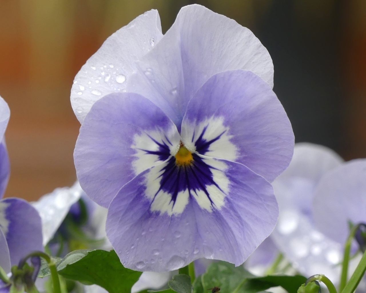 Красивый маленький цветок Анютины глазки крупным планом