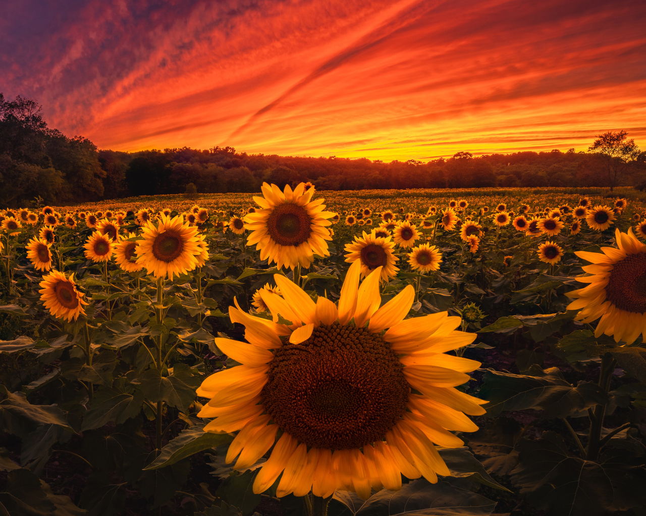 Красивый закат солнца над полем с желтыми подсолнухами