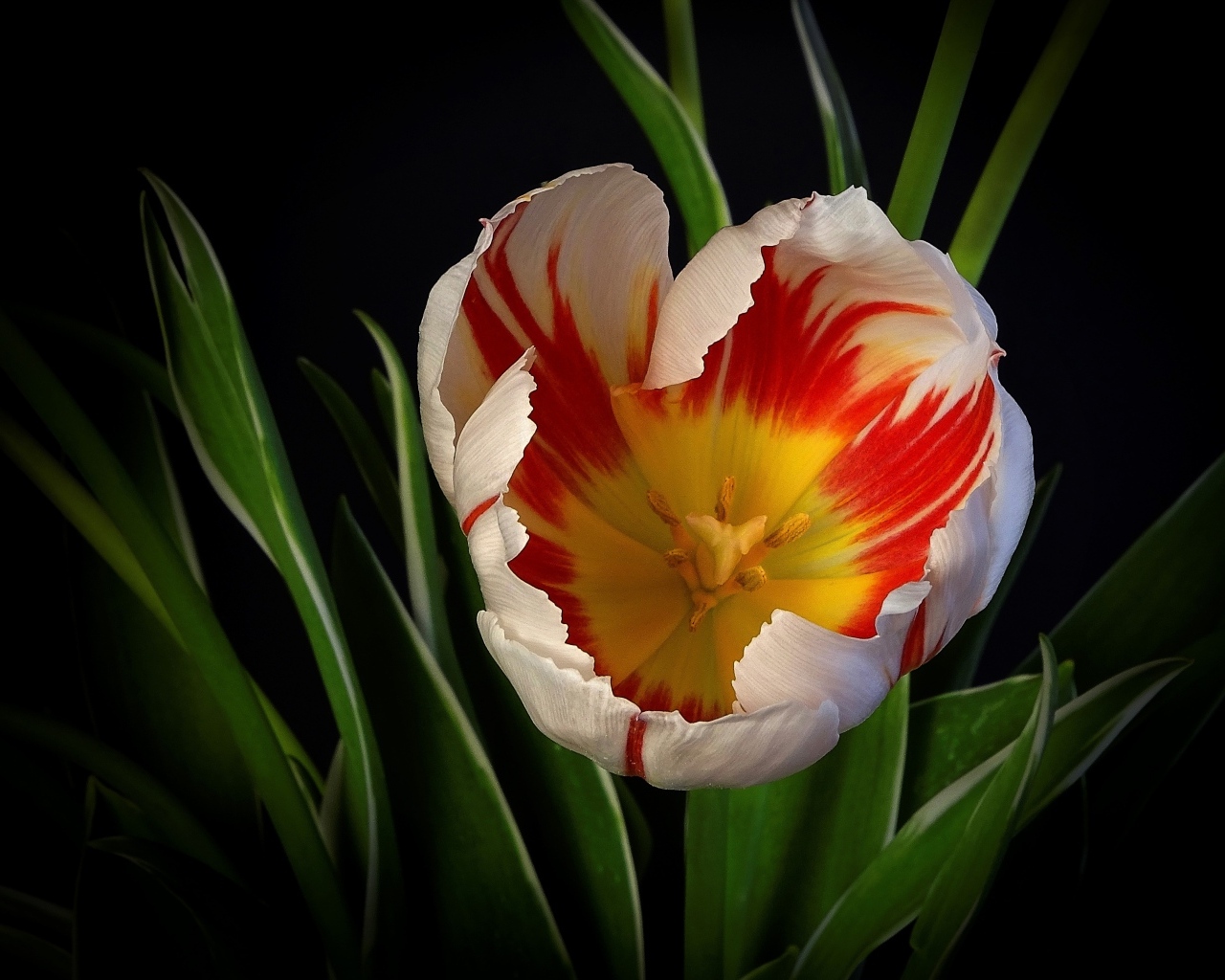 Красивый тюльпан с зелеными листьями на черном фоне