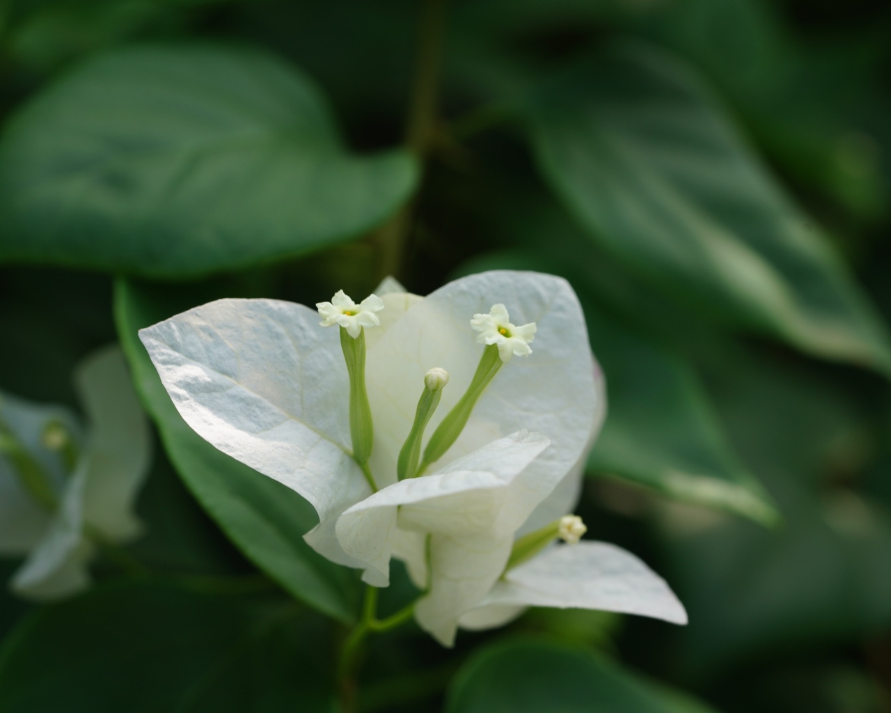 Красивый белый цветок бугенвиллия