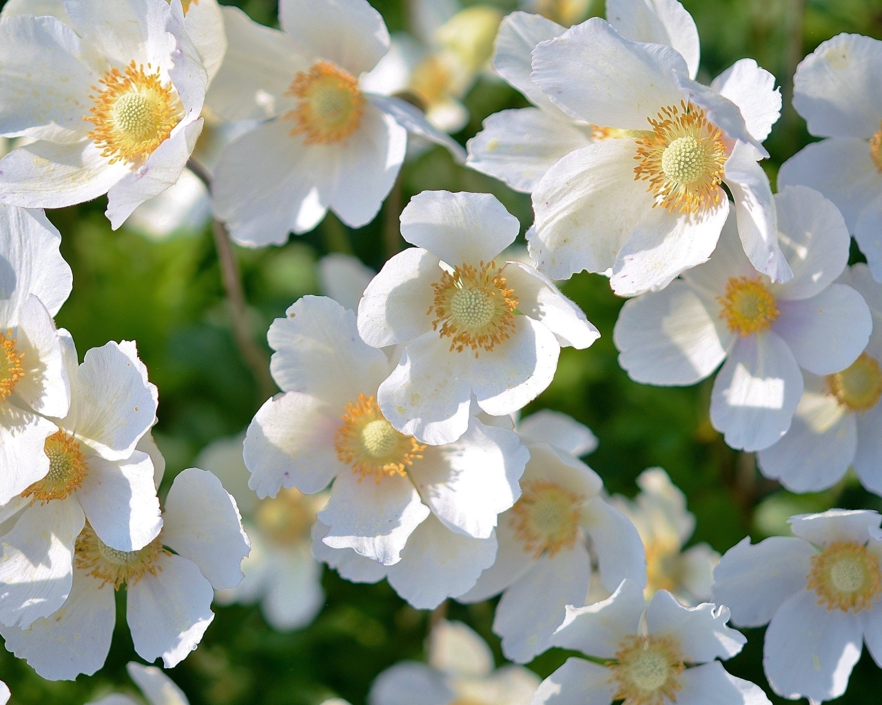 Красивые белые весенние цветы крупным планом