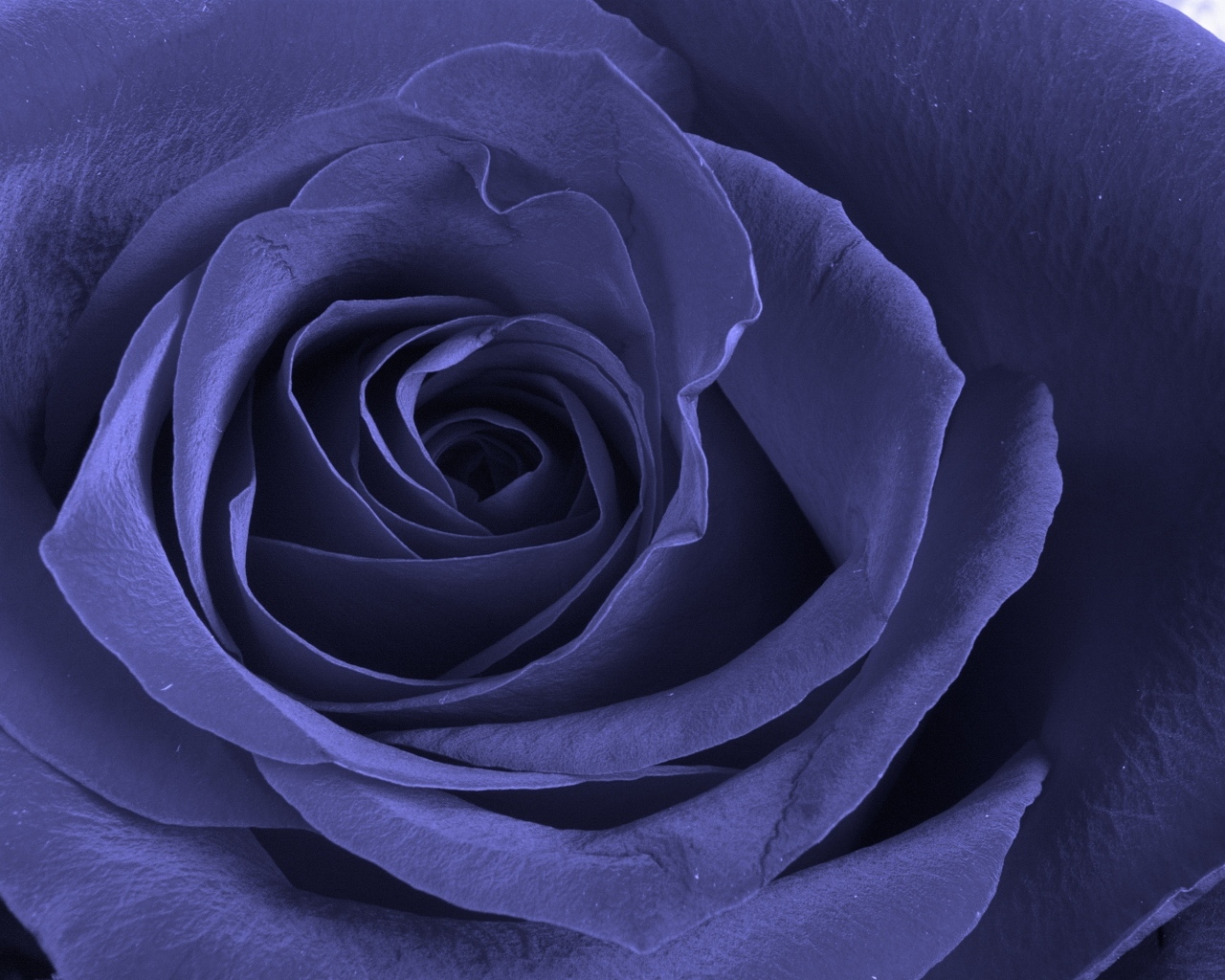 Большая синяя роза крупным планом