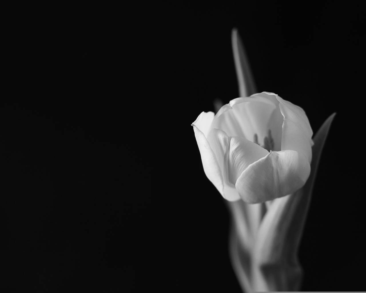 Черно-белое фото тюльпана