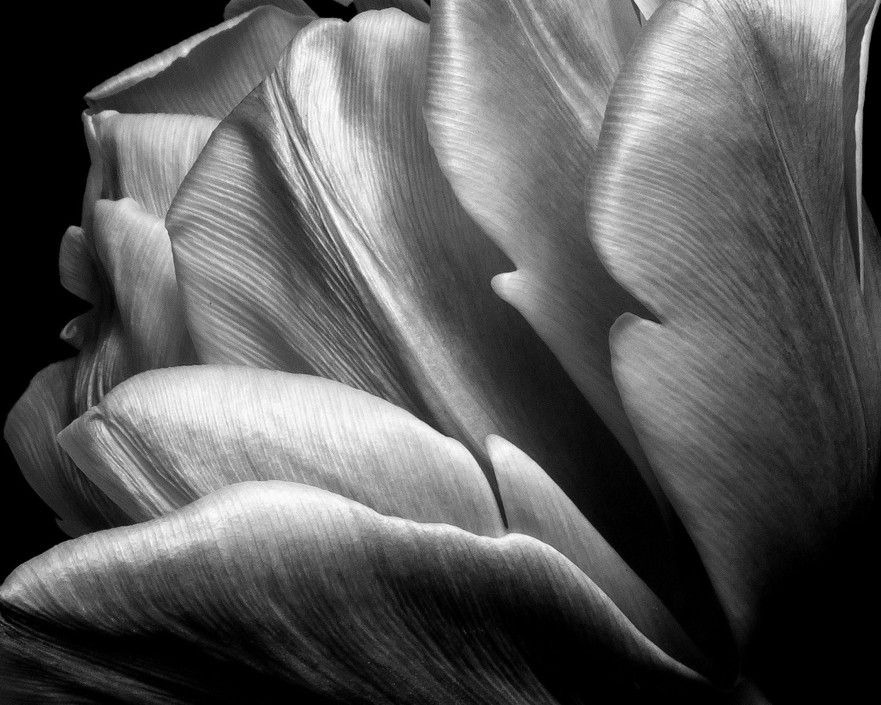 Черно-белое фото тюльпана