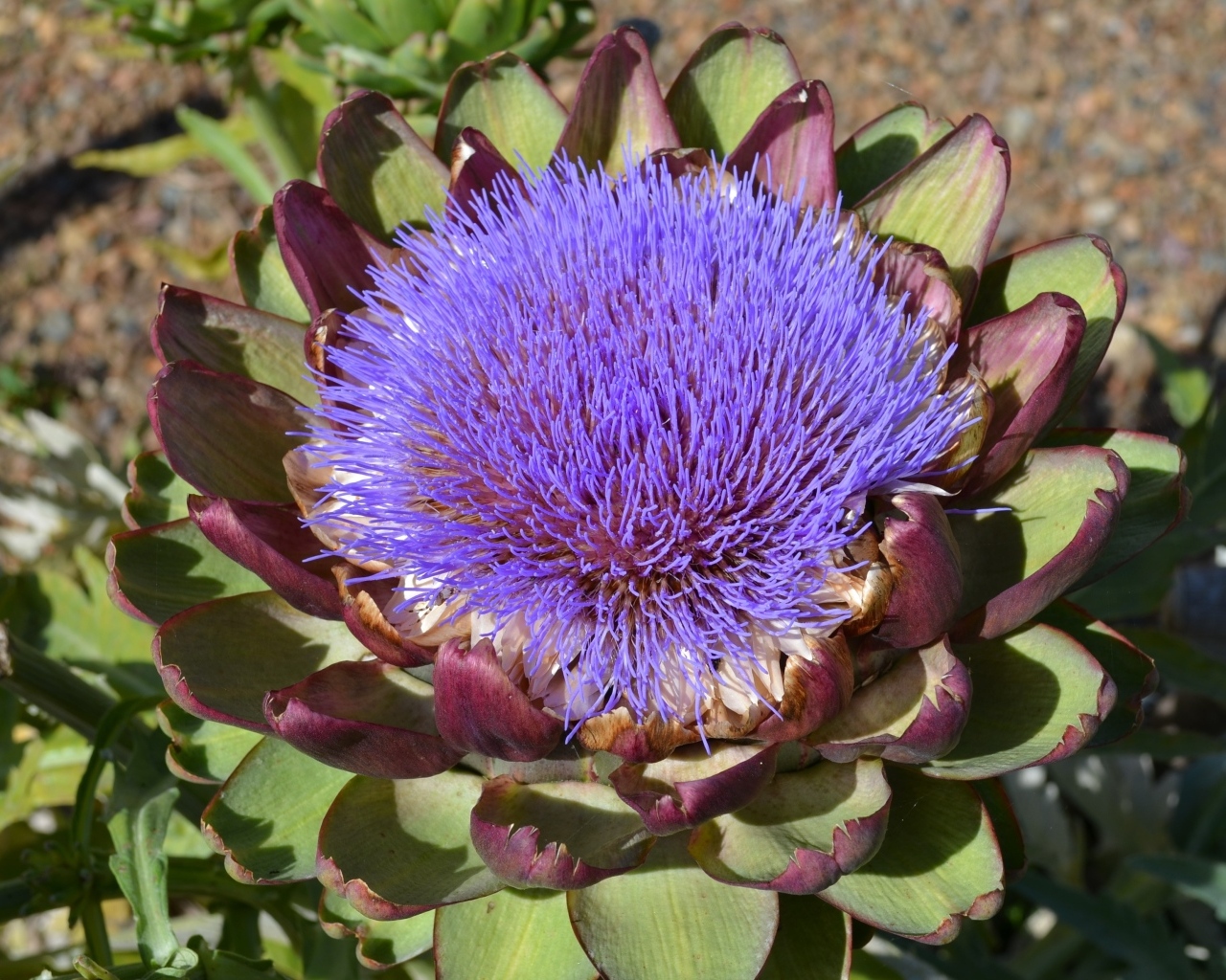 Цветущий артишок на огороде