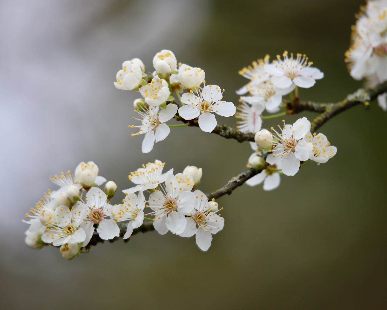 Цветущая ветка вишни весной крупным планом