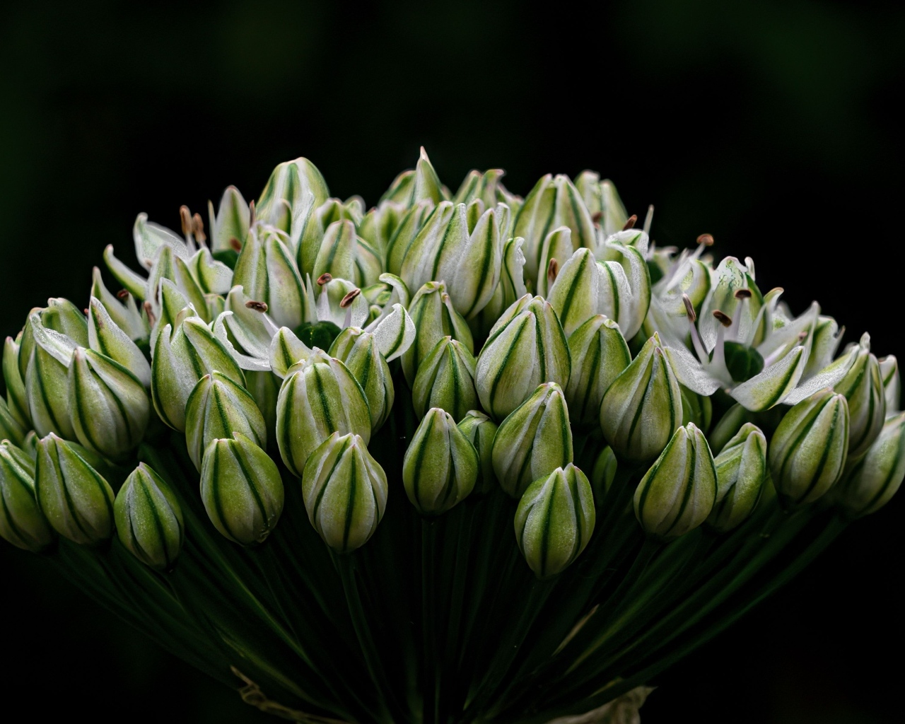 Распускающийся цветок на черном фоне