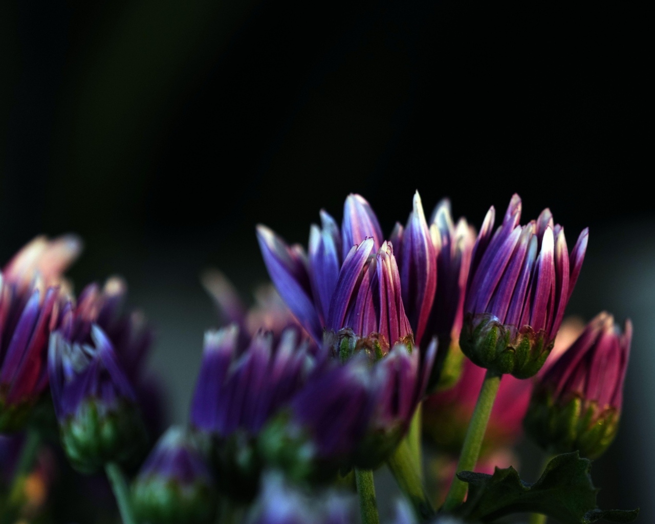 Распускающиеся сиреневые цветы хризантемы