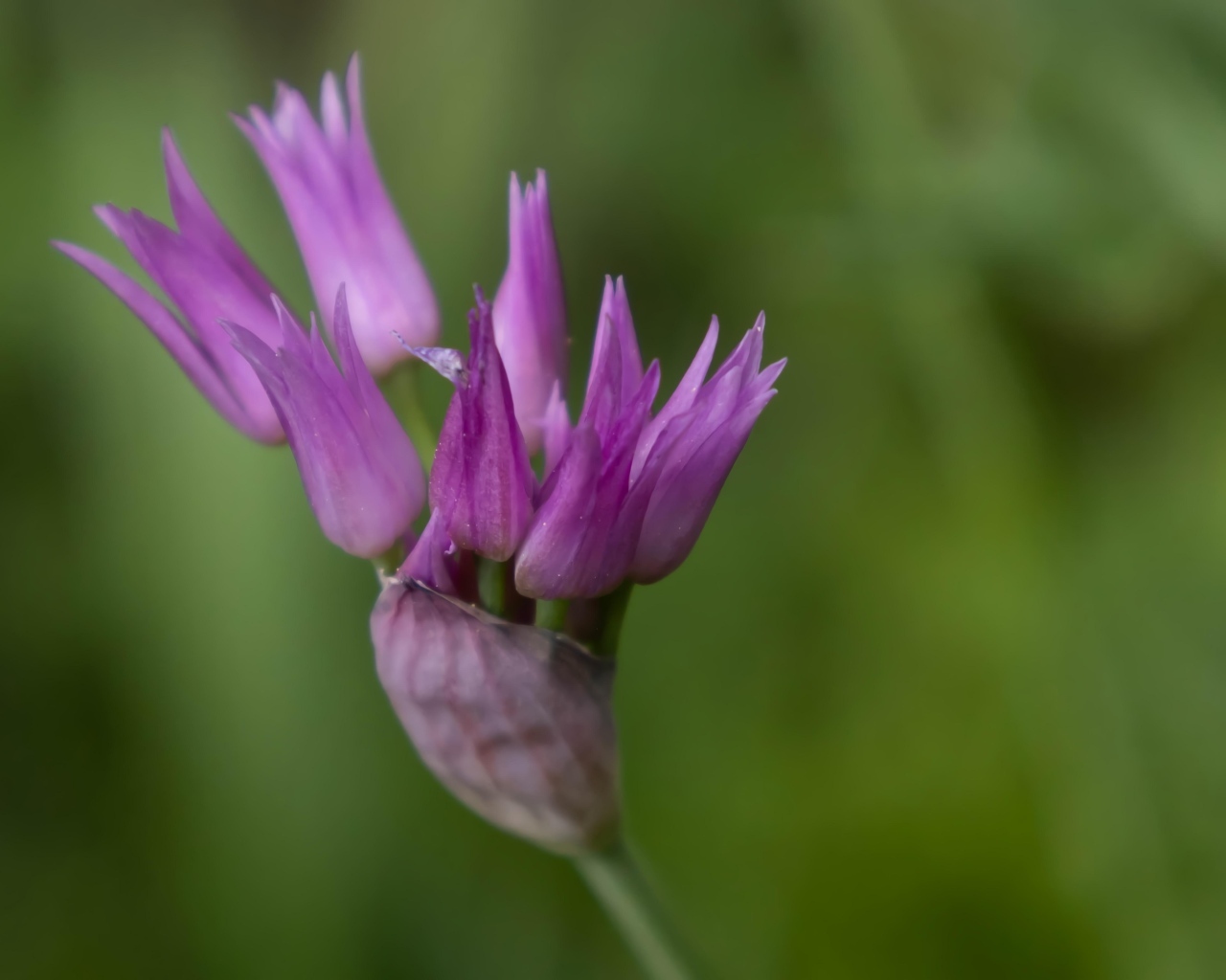 Распускающийся сиреневый цветок африканского лука