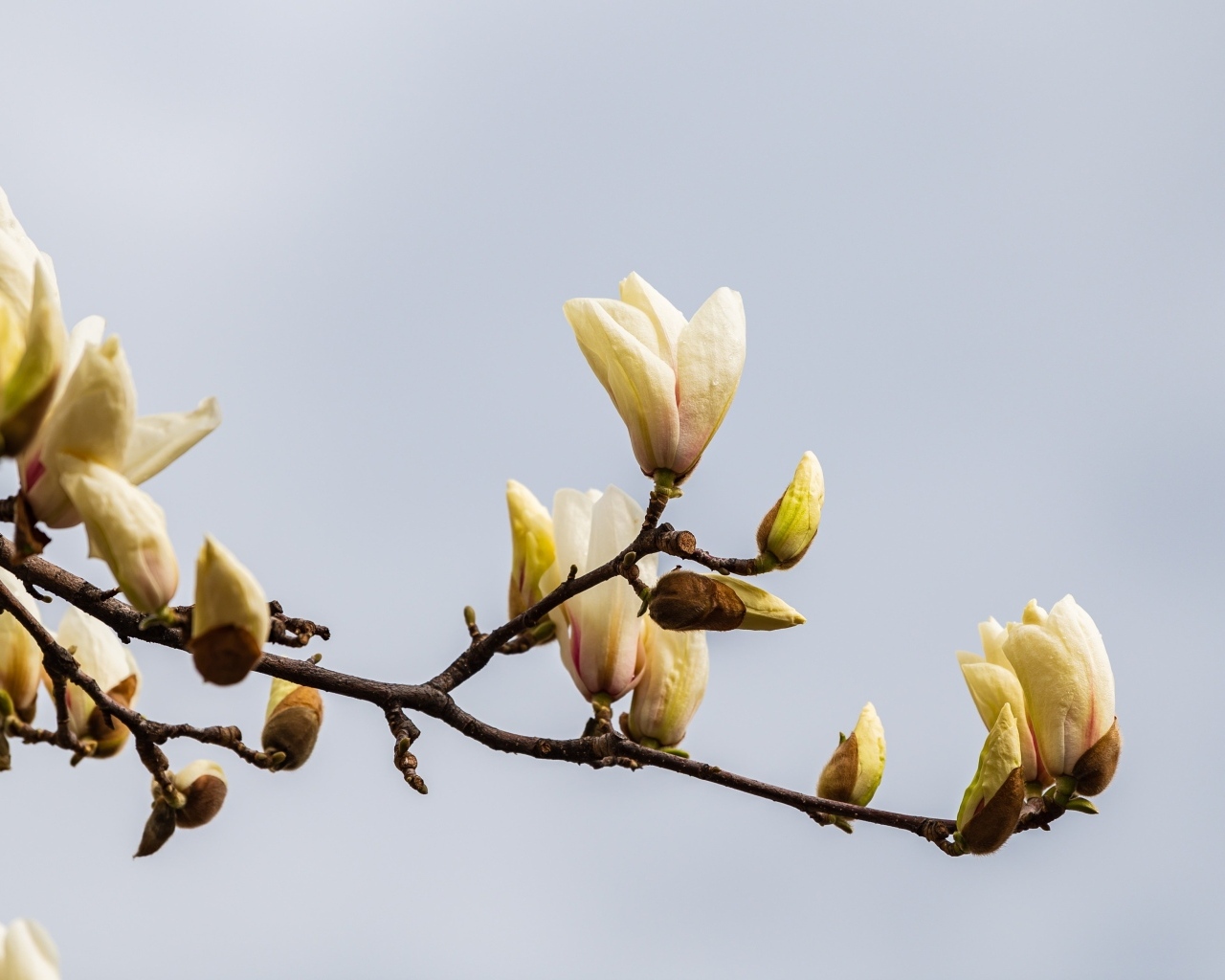 Распускающиеся цветы магнолии на сером фоне