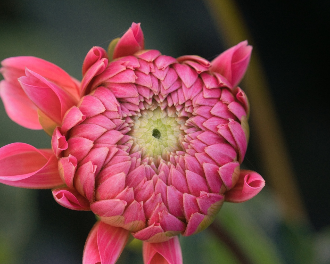 Распускающийся розовый цветок георгина