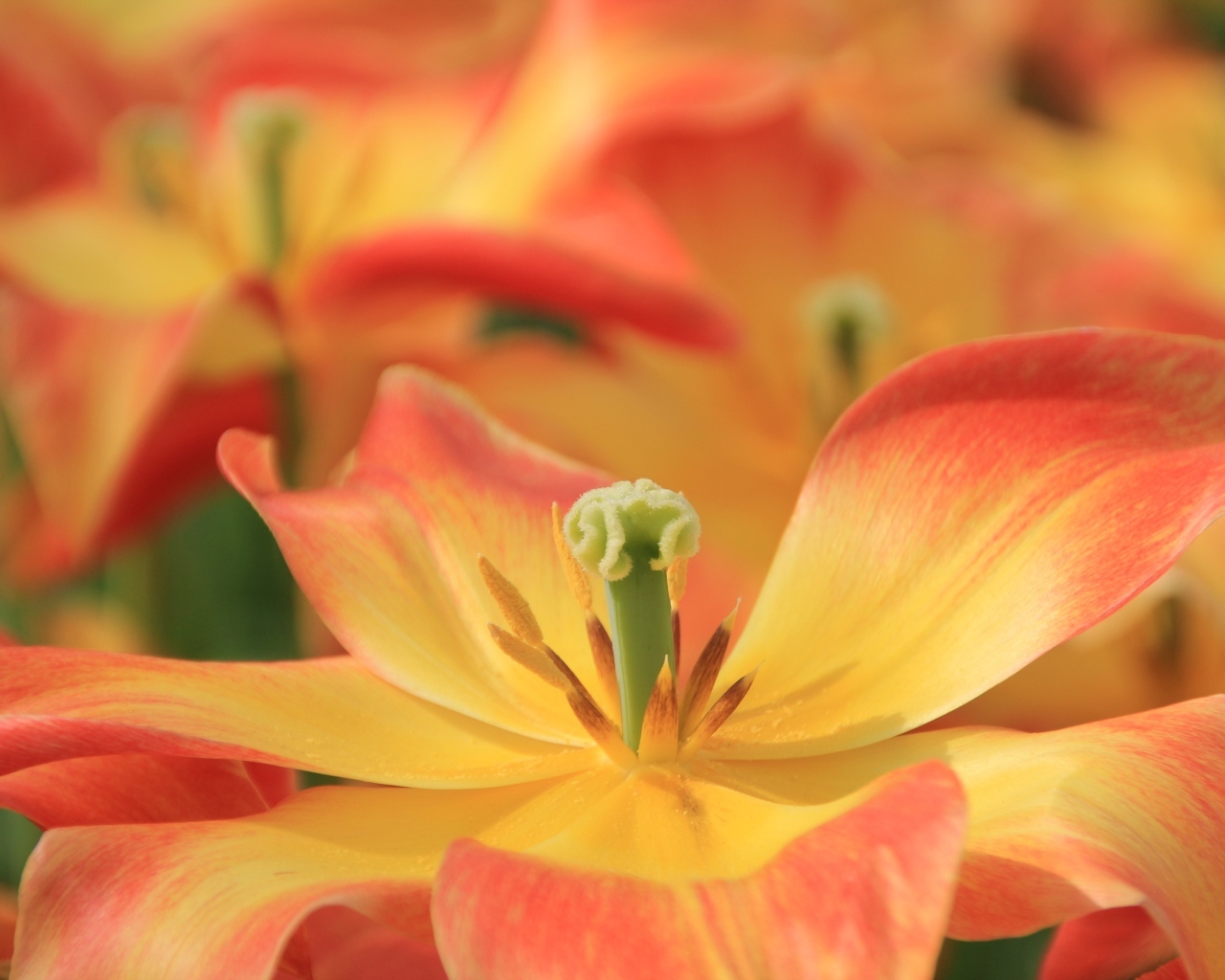 Распустившийся цветок тюльпана 