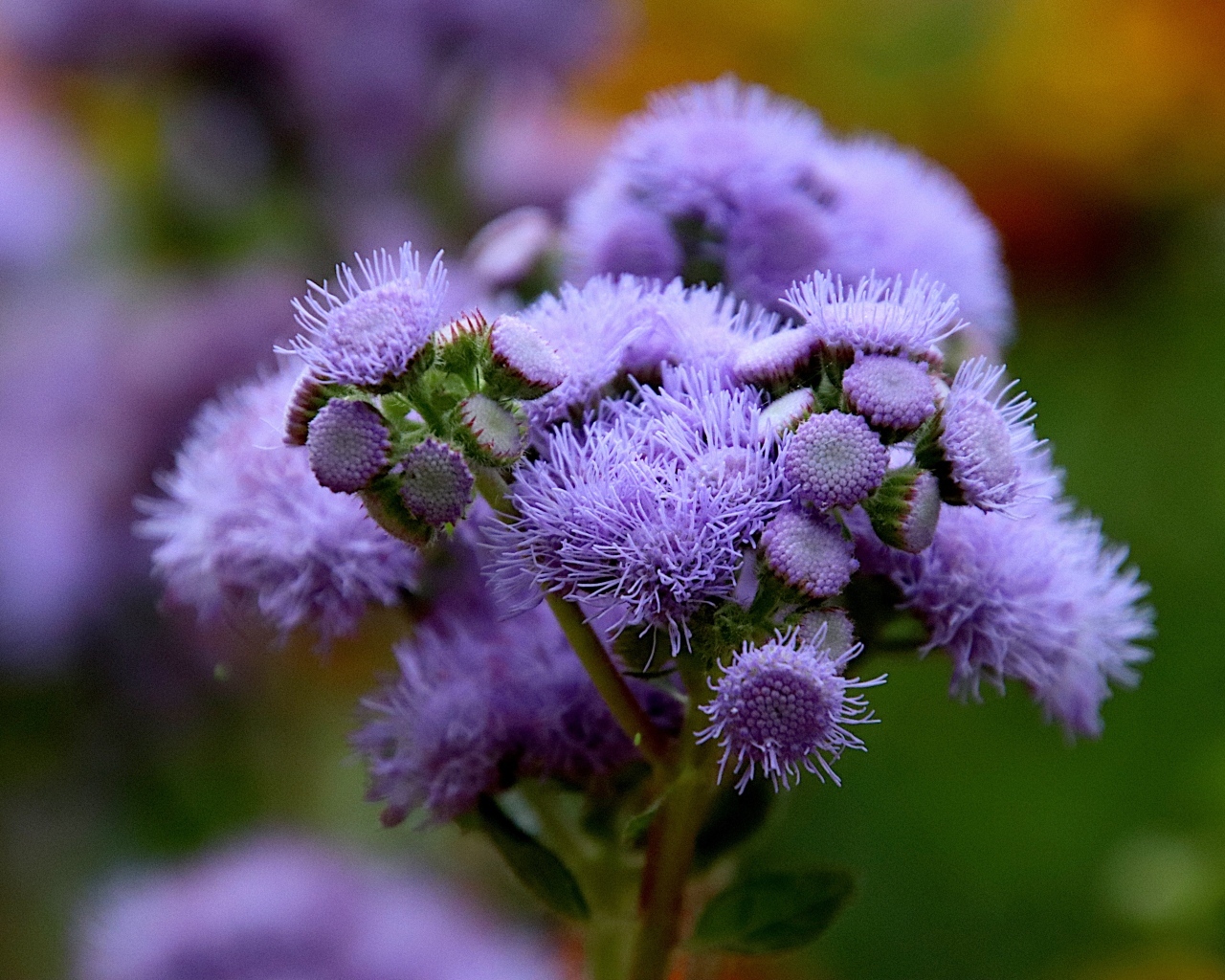 Синие цветы агератум на клумбе