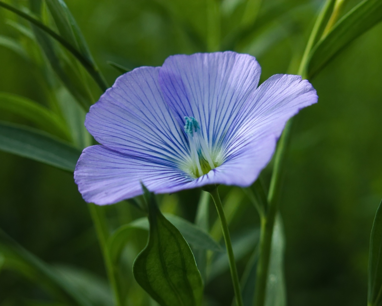 Голубой цветок льна в зеленой траве