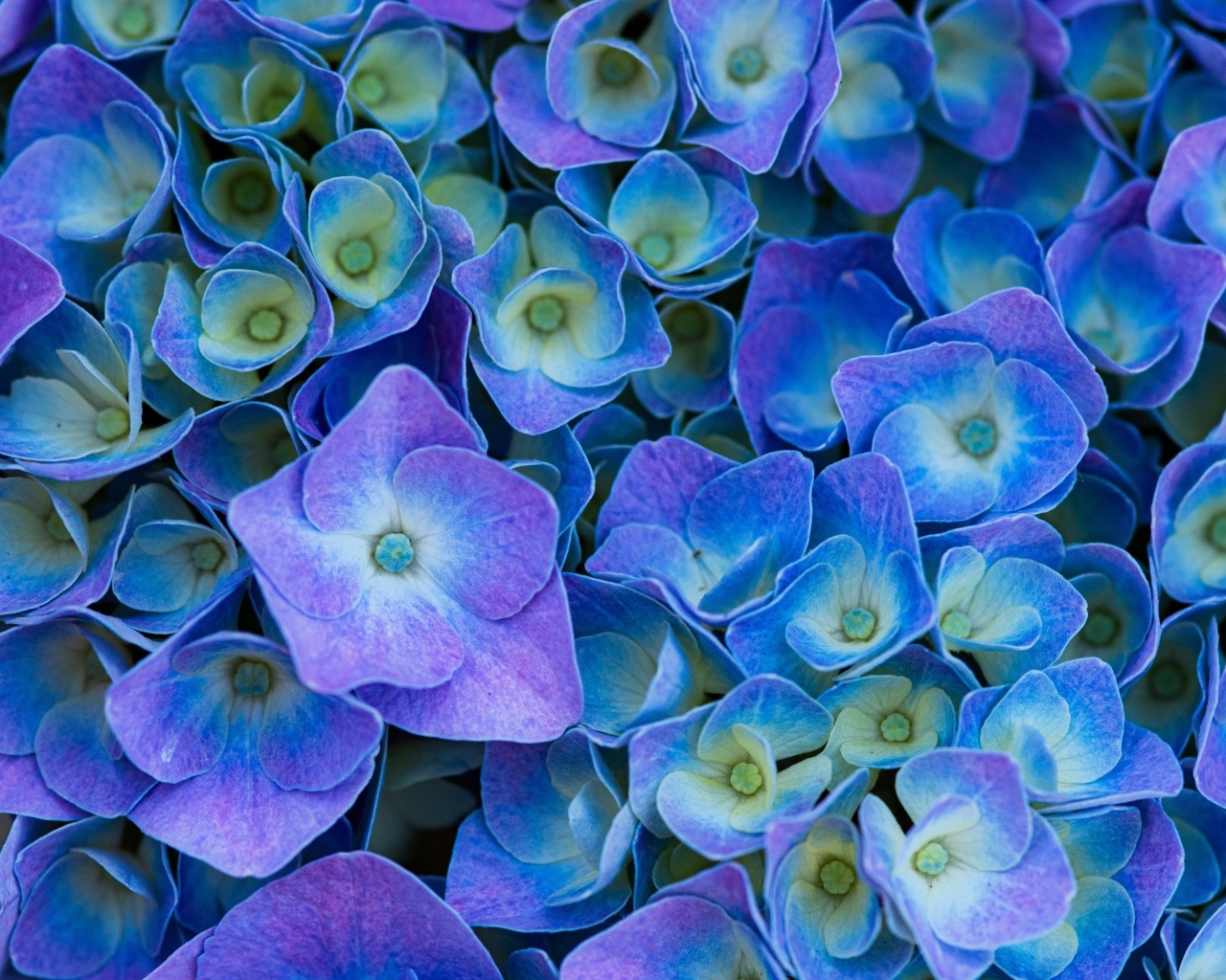 Синие цветы гортензии крупным планом