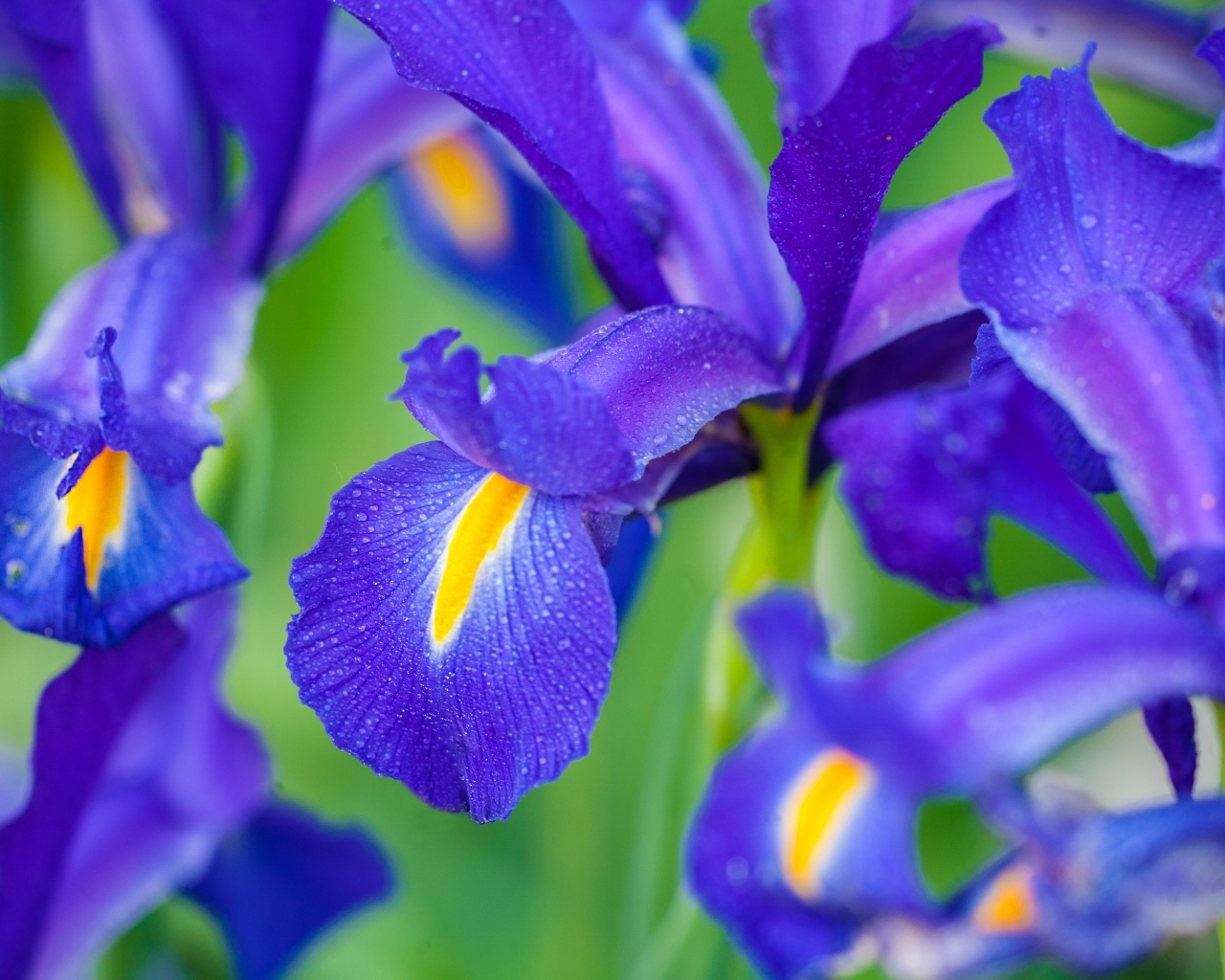 Синие цветы ириса крупным планом
