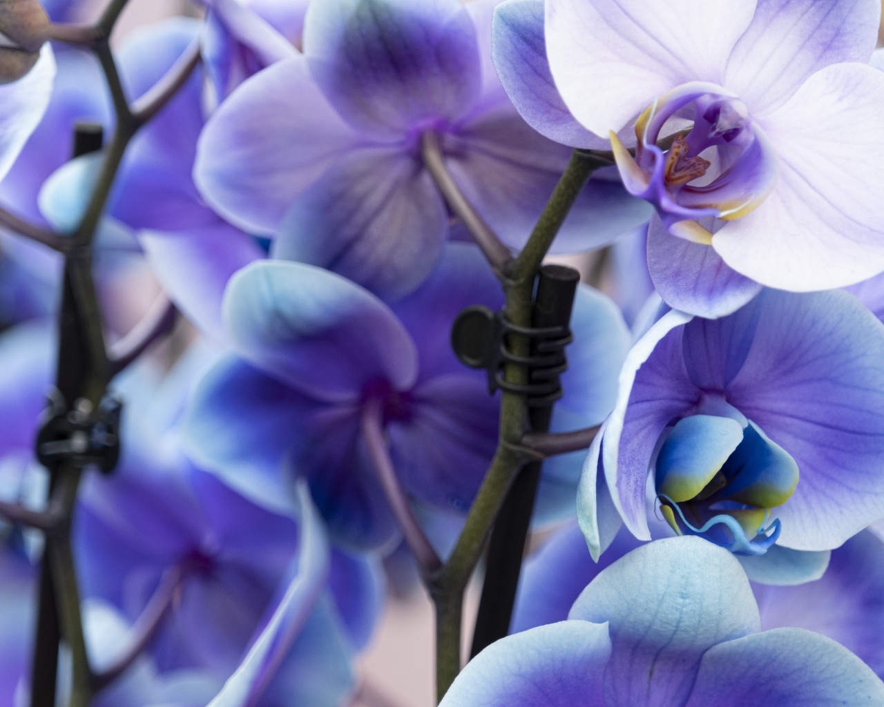 Голубые цветы орхидеи крупным планом